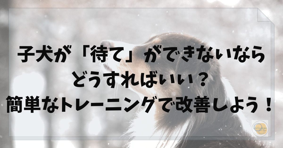 子犬　待て　できない