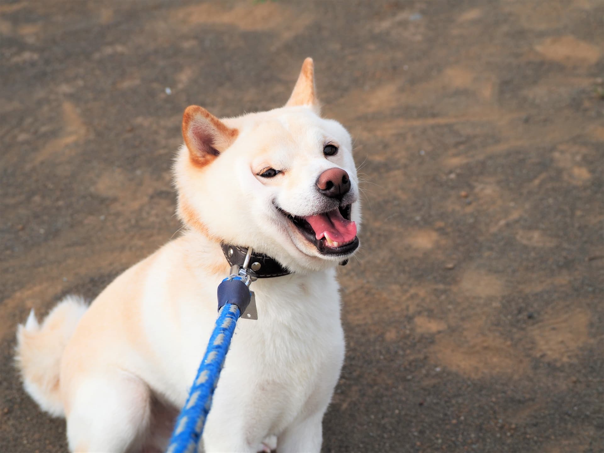 嫌がる犬